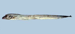 Evoxymetopon taeniatus條狀窄顱帶魚