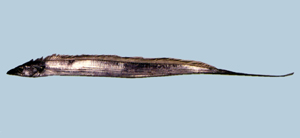 Trichiurus lepturus白帶魚
