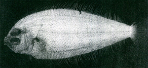 Arnoglossus japonicus日本羊舌鮃