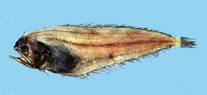 Chascanopsetta lugubris大口長頜鮃