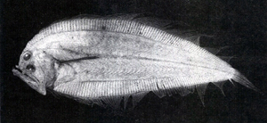 Kamoharaia megastoma鱷口鮃