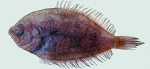 Pseudorhombus pentophthalmus五眼斑鮃