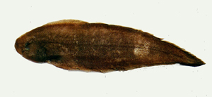 Cynoglossus gracilis窄體舌鰨