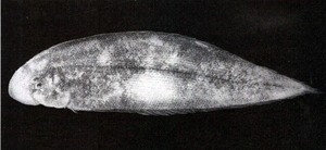 Cynoglossus lida利達舌鰨