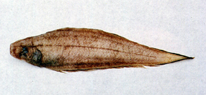 Cynoglossus suyeni書顏舌鰨