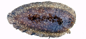 Pardachirus pavoninus眼斑豹鰨
