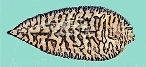 Soleichthys heterorhinos異吻長鼻鰨