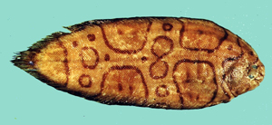 Brachirus annularis雲斑寬箬鰨