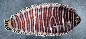 Pseudaesopia japonica日本擬鰨