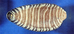 Zebrias zebra條鰨