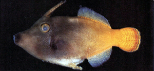 Pervagor aspricaudus粗尾前角單棘魨