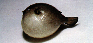 Arothron immaculatus無斑叉鼻魨