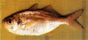 Lactarius lactarius乳鯖