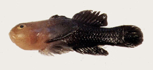 Paragobiodon modestus疣副葉鰕虎