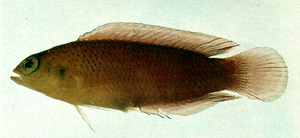 Pseudochromis luteus灰黃擬雀鯛