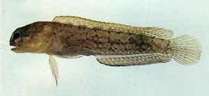 Opistognathus variabilis多彩後頜魚