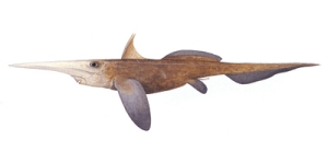 Rhinochimaera pacifica太平洋長吻銀鮫