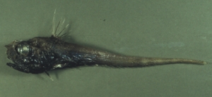 Pseudocetonurus septifer擬櫛尾鱈