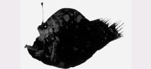 Melanocetus murrayi短柄黑鮟鱇