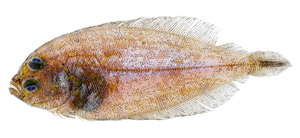 Parabothus kiensis少鱗擬鮃