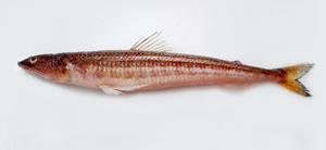 Synodus fuscus褐狗母魚