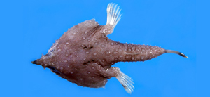 Malthopsis formosa台灣海蝠魚