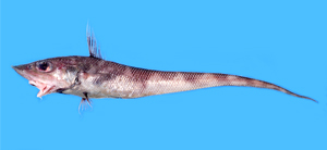 Coelorinchus fuscigulus黑喉腔吻鱈