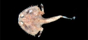 Halicmetus niger黑牙棘茄魚