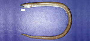 Ophichthus bicolor高鰭蛇鰻