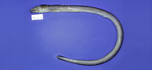 Pisodonophis cancrivorus食蟹荳齒蛇鰻