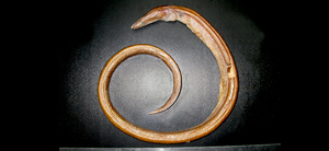 Xyrias revulsus列齒蛇鰻