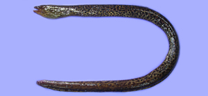 Gymnothorax polyuranodon豹紋裸胸鯙