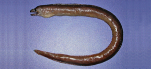 Gymnothorax monostigma眼斑裸胸鯙