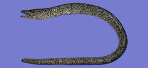 Uropterygius marmoratus石紋尾鯙