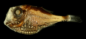 Polyipnus danae達納氏燭光魚