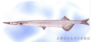 Salanx acuticeps尖頭銀魚