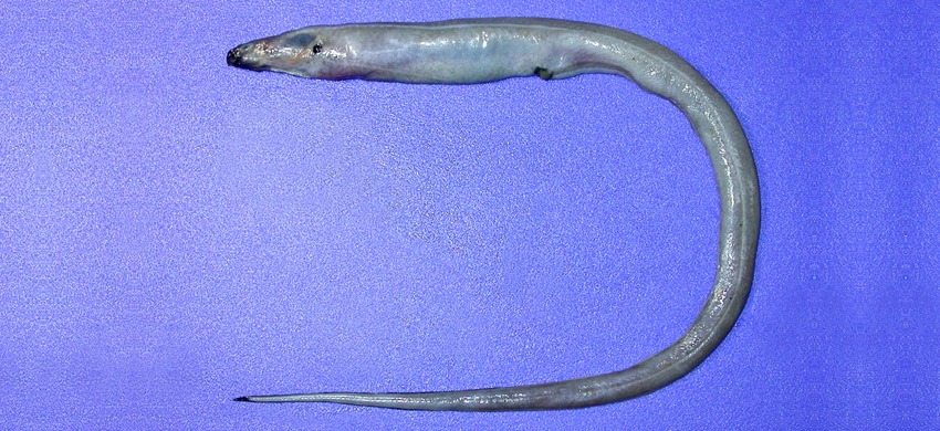 Macrocephenchelys brachialis臂斑大頭糯鰻
