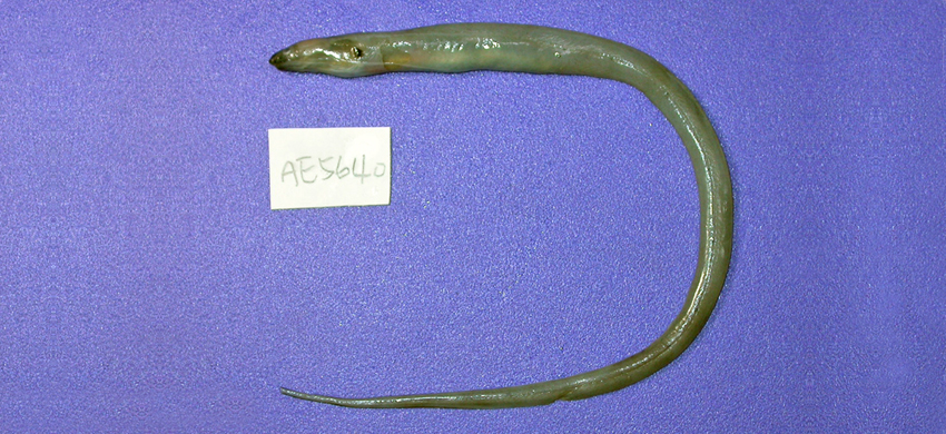 Macrocephenchelys brachialis臂斑大頭糯鰻