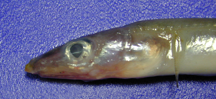 Gnathophis heterognathos異頜頜吻糯鰻