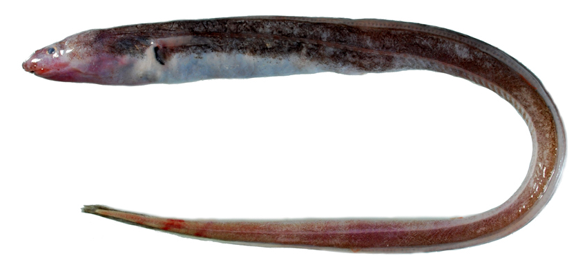 Macrocephenchelys brevirostris短吻大頭糯鰻