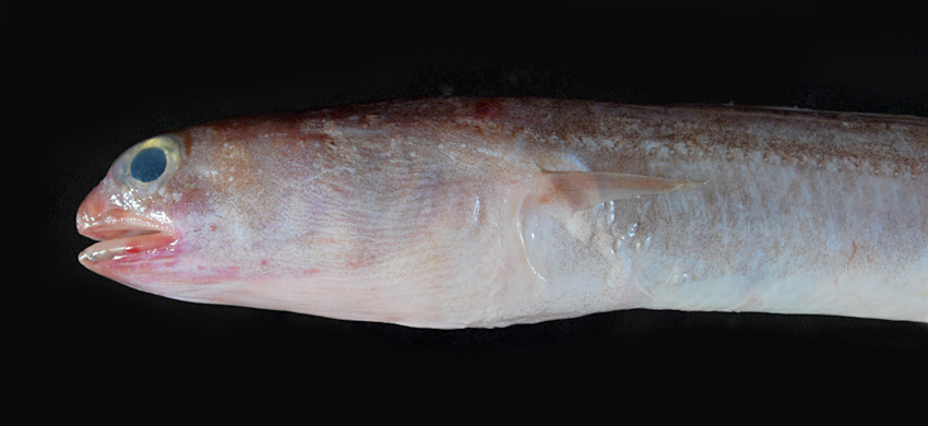 Parabathymyrus brachyrhynchus短吻擬深海蠕鰻