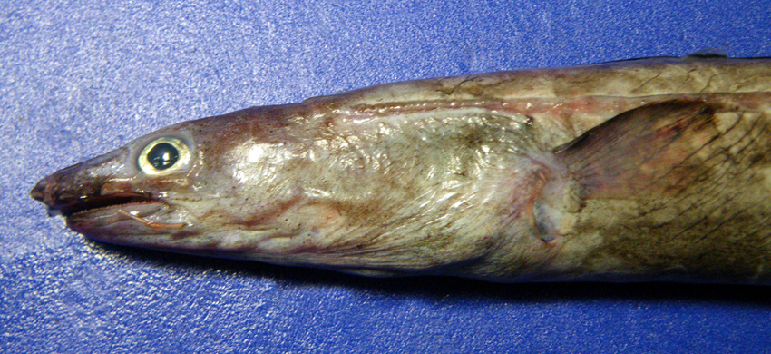 Japonoconger sivicolus小頭日本糯鰻