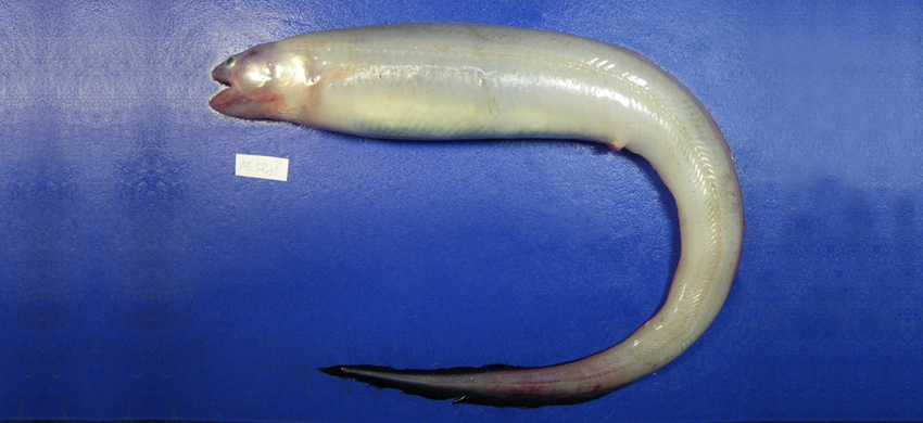 Bathyuroconger vicinus深海尾糯鰻