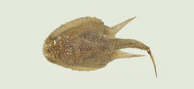 Coelophrys micropa小足腔蝠魚