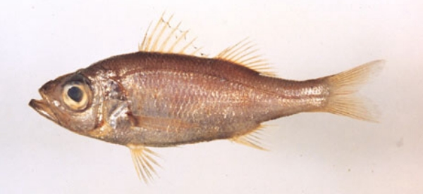 Malakichthys elegans美軟魚