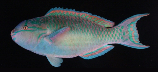 Scarus chameleon藍臀鸚哥魚