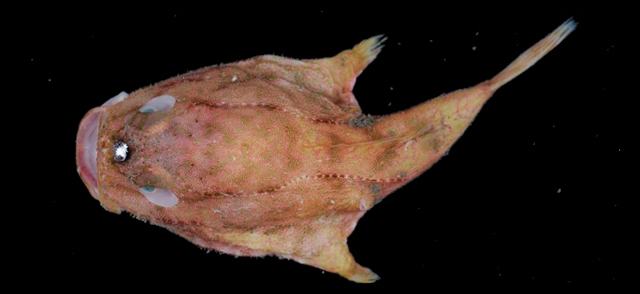 Chaunax penicillatus雲紋單棘躄魚