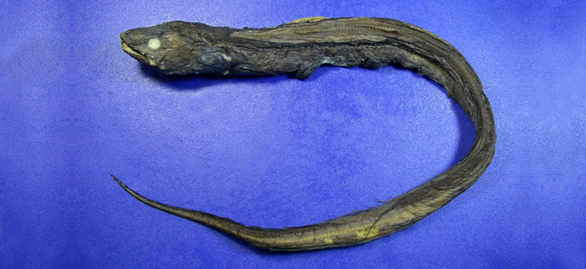 Bathyuroconger parvibranchialis少耙深海尾糯鰻