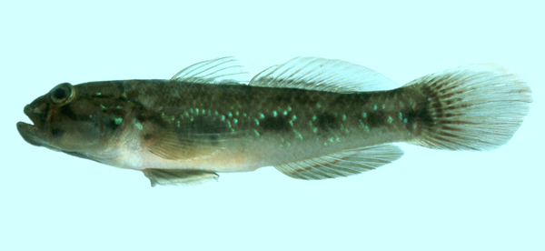 Acentrogobius viridipunctatus青斑細棘鰕虎