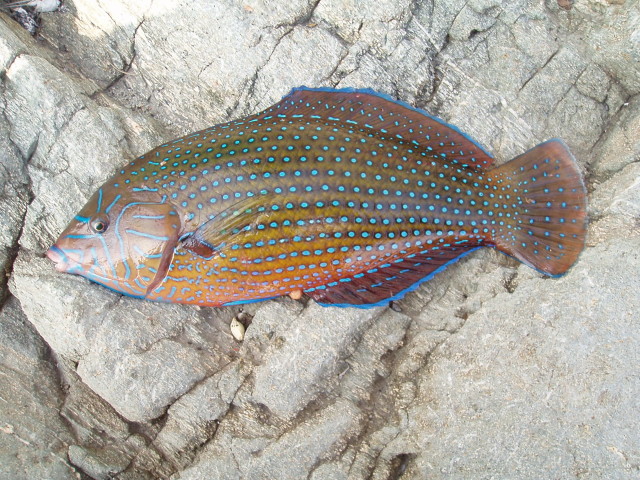 Anampses caeruleopunctatus青斑阿南魚